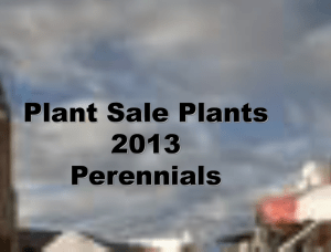Plants-2013-web-perennials1