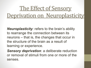 Sensory Deprivation on Neuroplasticity