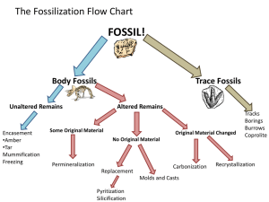 of fossilization