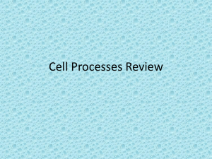 Cell Processes Review