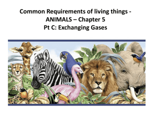 Requirements of Animals Ch 5 Pt C  - SandyBiology1-2