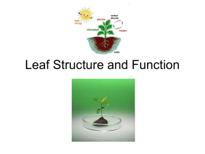 Leaf Structure and Function.ppt - CIA-Biology-2011-2012