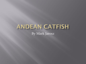 ANDEAN CATFISH 1
