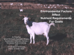 Environmental Factors Affect Nutrient Requirements for Goats