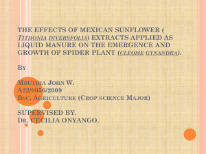 the effects of mexican sunflower extracts applied as liquid manure