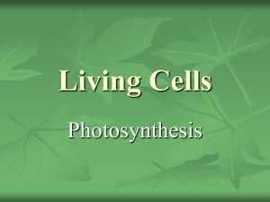 Living Cells (Photosynthesis)