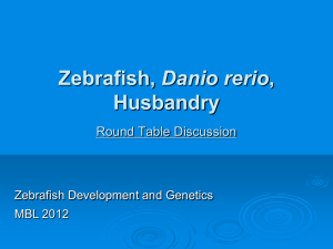 Zebrafish, Danio rerio, Husbandry, Egg to Egg, the Do`s and Don`ts