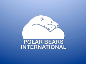 polar_bears_in_a_warming_world_2013
