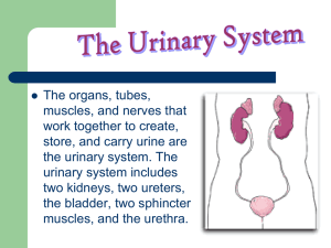 The Urinary System - Junction Hill C