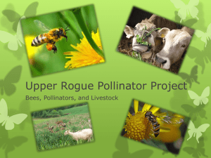 Upper Rogue Pollinator Project