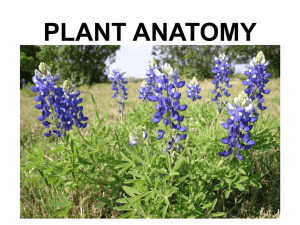 Plant_Anatomy