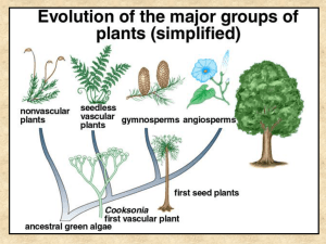 Bot 155 - Topic 5 - Bryophytes and Seedless Vascular Plants