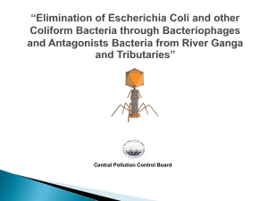 Elimination of escherichia coli and other coliform bacteria through