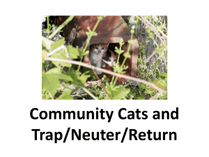 community cats - Best Friends Animal Society
