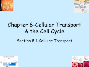 Chapter 8-Cellular Transport & the Cell Cycle