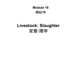 16_Slaughter 人道屠宰