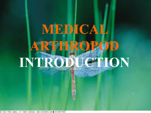Medical arthropod