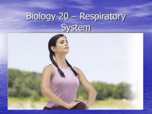 Biology 20 – Respiratory System