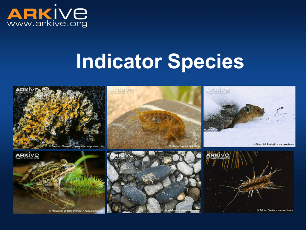 Indicator Species What is an indicator species?