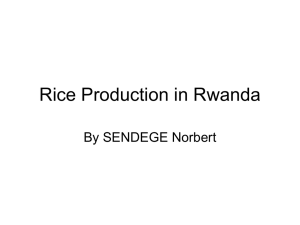 Rice Production in Rwanda