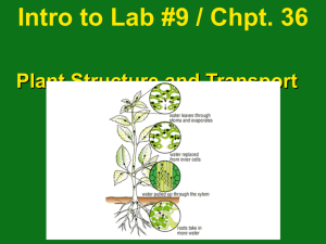 Lab #9 Transpiration Lecture