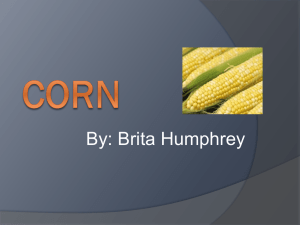 Corn.Brita - Facultypages.morris.umn.edu