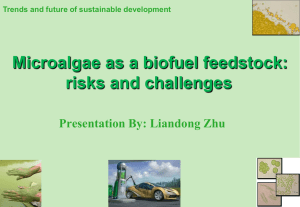 Microalgae as a Biofuel Feedstock: Risks and Challenges