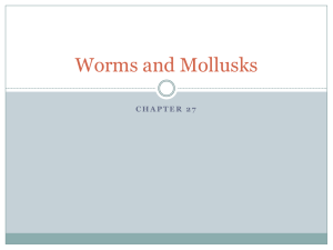 Mollusk Notes - Southgate Schools