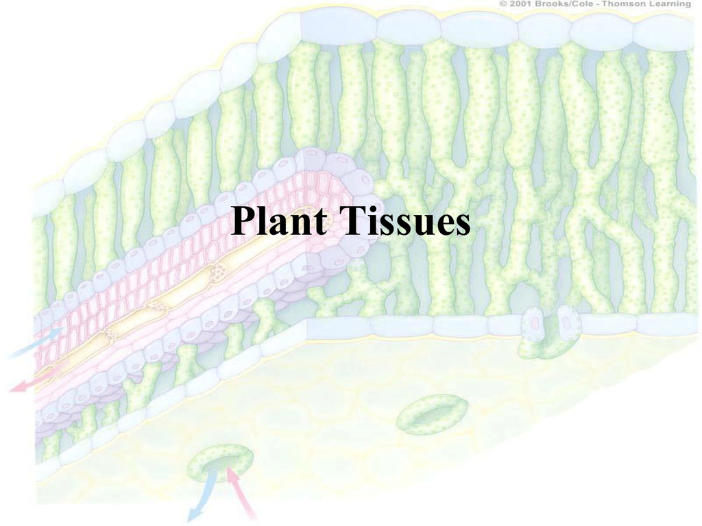Plant tissues. Secondary Plant Tissues.