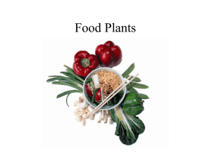 Food Plants and the One Food Problem, Powerpoint for Feb. 4.