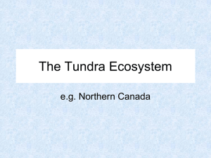 The Tundra Ecosystem