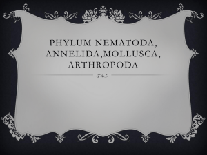 Phylum Nematoda,