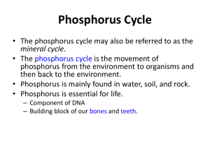 Phosphorus Cycle