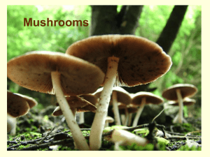 Mushrooms PowerPoint - Captain Planet Foundation