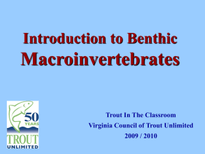 Macroinvertebrate ID and Interpretation