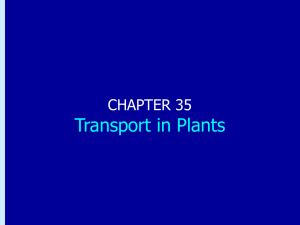 Chapter 35: Transport in Plants