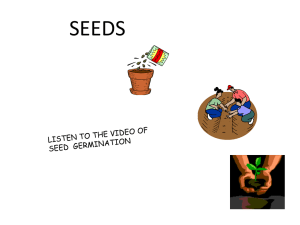 Seeds workshop