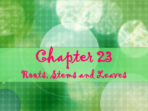 Ch 23 Roots, Stems and Leaves - Rockwood Staff Websites Staff