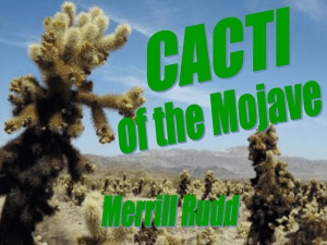 Cacti of the Mojave Desert - Earth and Planetary Remote Sensing