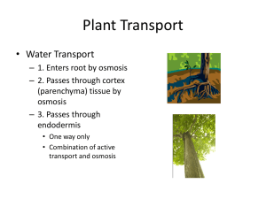 Plant Transport and Tropisms