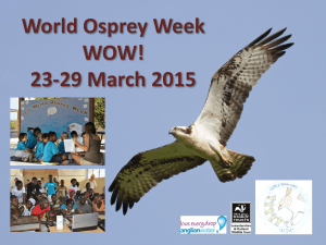 World Osprey Week WOW!