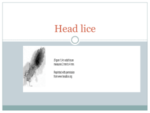 Head Lice PowerPoint