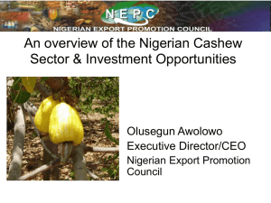 Cashew sector and investment opportunities in Nigeria
