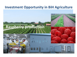 Raspberry production - Sarajevo Business Forum
