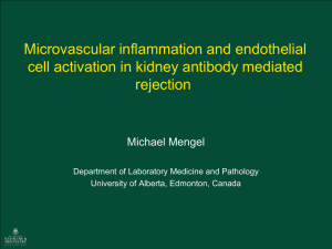 Microvascular inflammation and endothelial cell activation in kidney