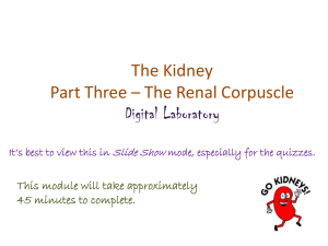 Kidney: Renal Corpuscle