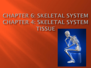 Skeletal PPT