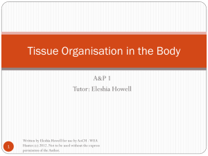 AAPE_PowerPoint_Tissue_Organisation_in_the_Body