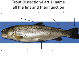Trout Dissection-Part 1: name all the fins and their function
