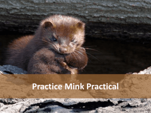 Practice Mink Practical
